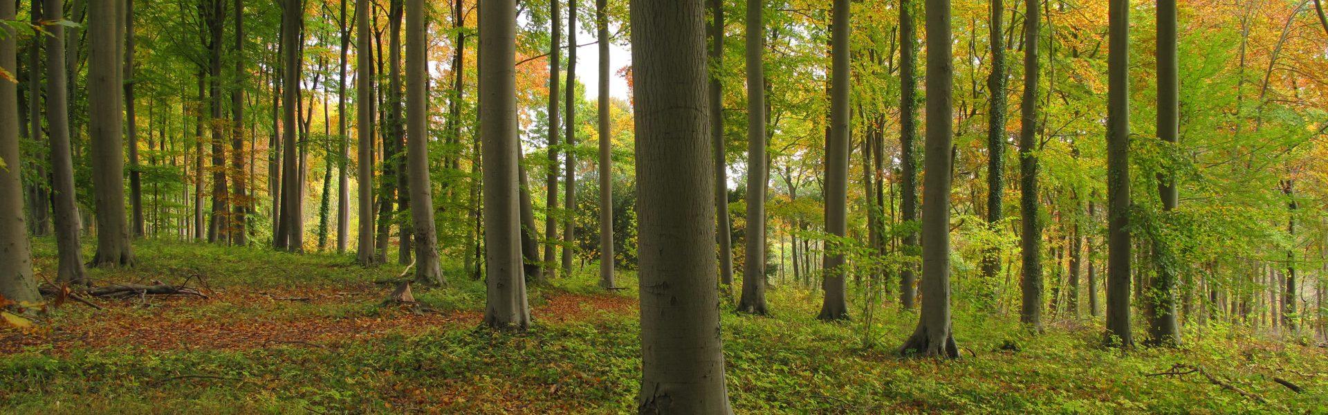 Hardwick Estate - deer larder