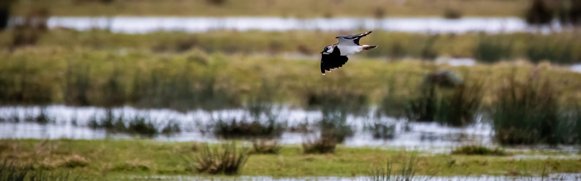 TVERC species analysis and mapping