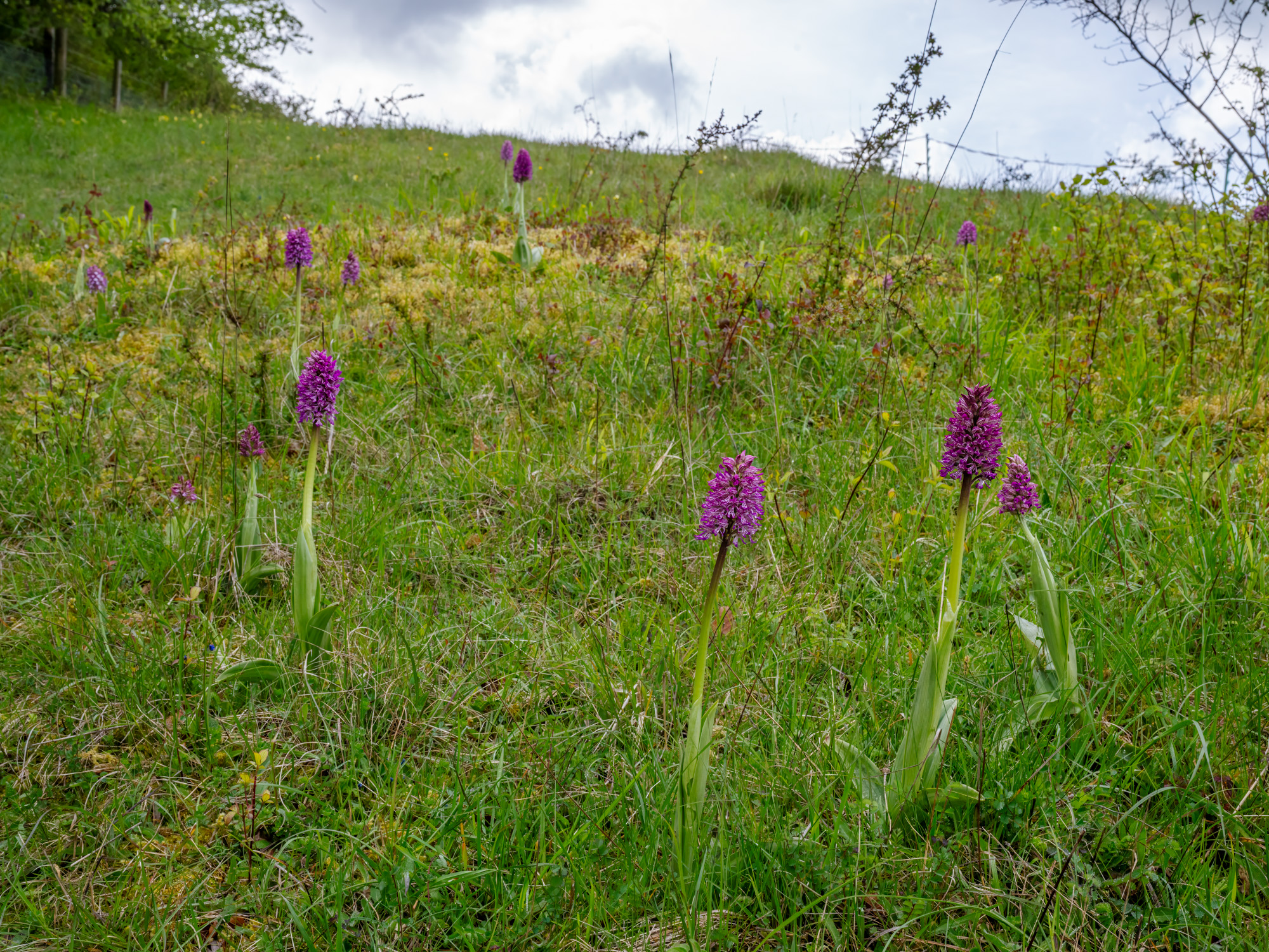 Several purple Lady cross Monkey hybrid orchids in flower in a field.