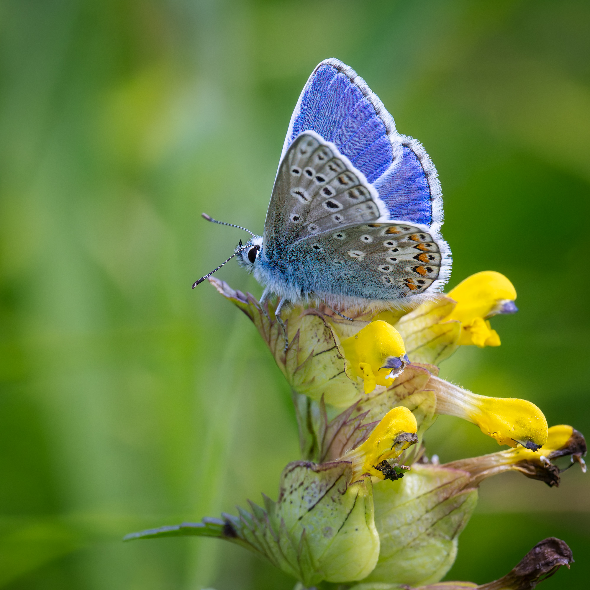 A close up photo of a Common Blue butterfly resting on a Yellow Rattle flower.