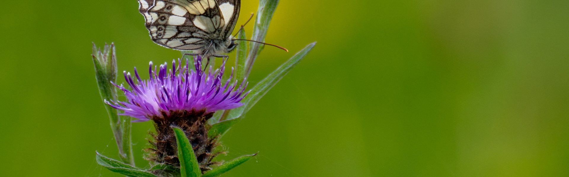 Ridgeway National Trail Interpretation Board - Streatley Warren