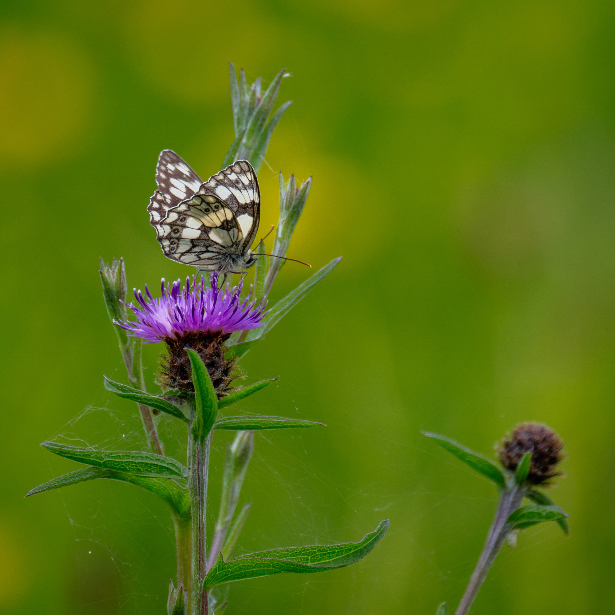 Common Knapweed with Marbled White-Shalbourne-PeterOrr-June 2024