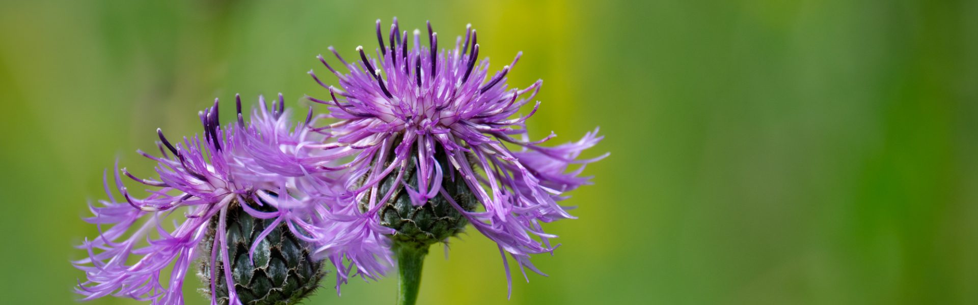 Cholsey Springline: citizen science and art