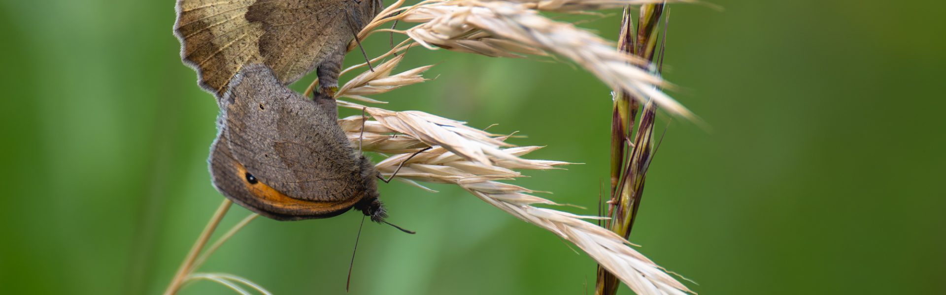 Ecological surveys and scoping work for Pangbourne Meadows
