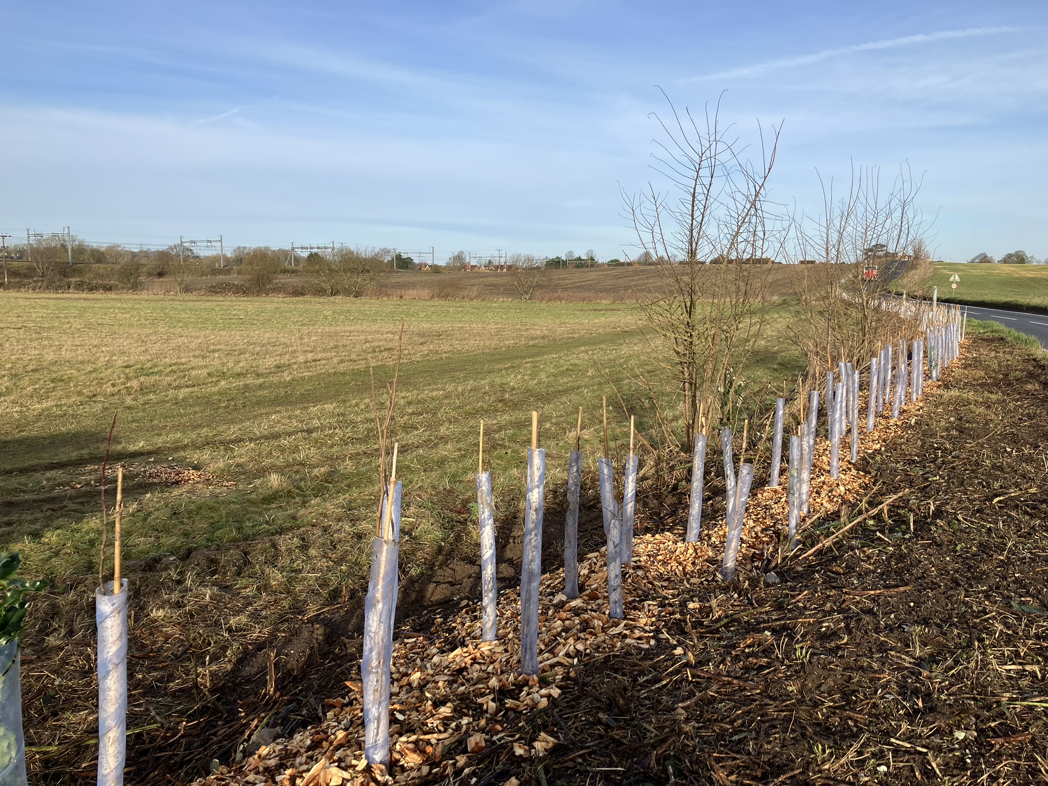 Hedge on the road, to shield the railway gantries at South Stoke, near Reading