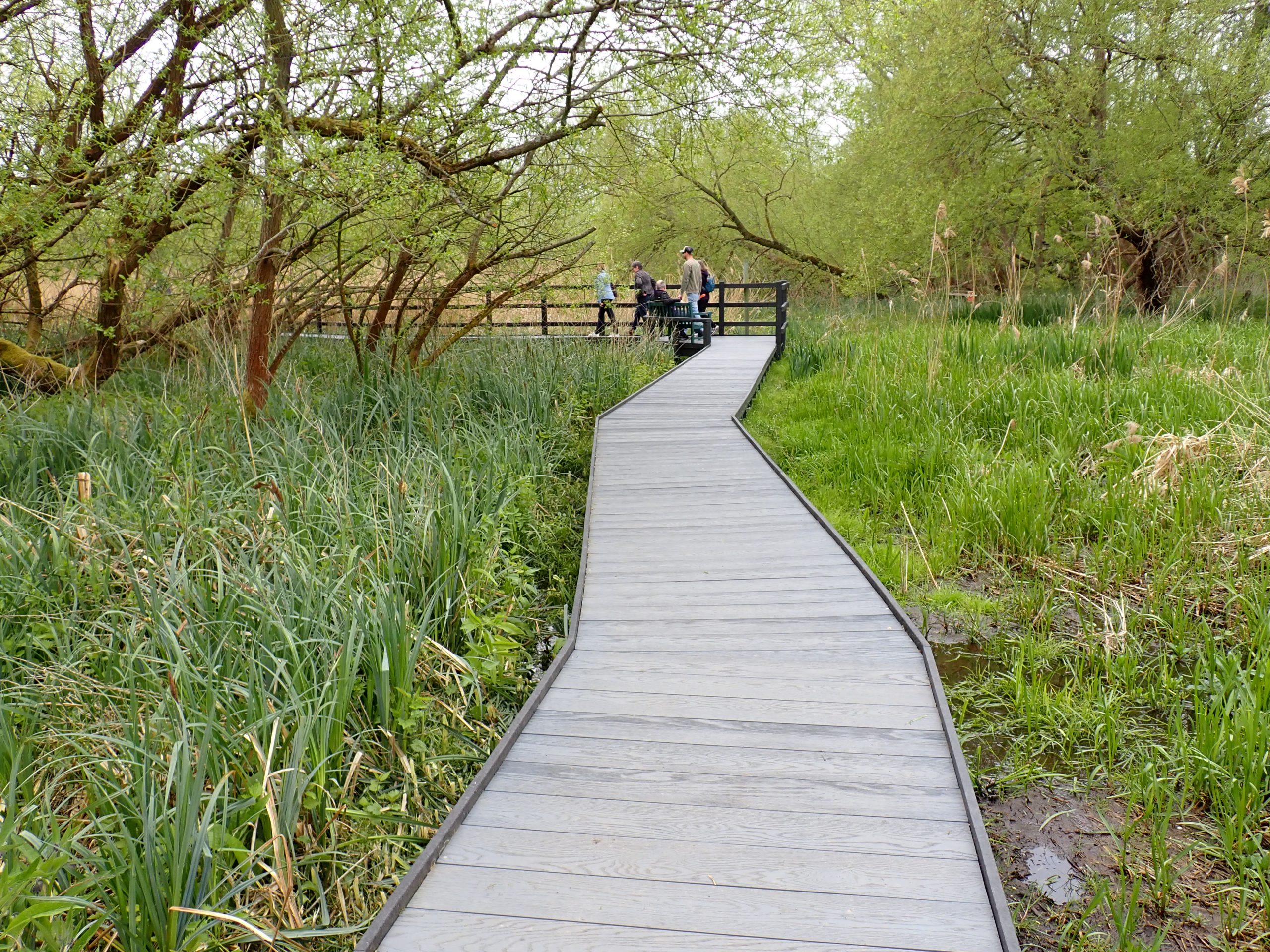 Withymead Boardwalk JT
