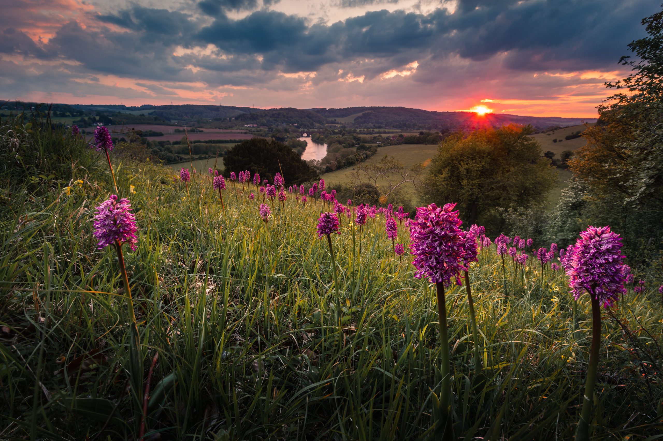 Orchids at Hartslock Nature Reserve Dave Olinski