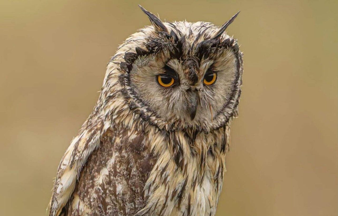 Long eared owl_Neil Brailsford 01 compressed