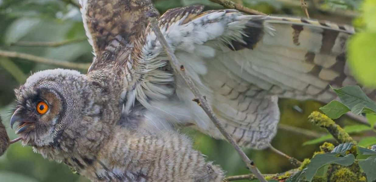 The Owl Conservation Project: Thermal Imaging Surveys